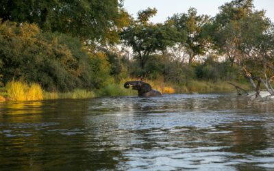 Embark on the Ultimate Safari Adventure with African Dream Safaris in Zimbabwe