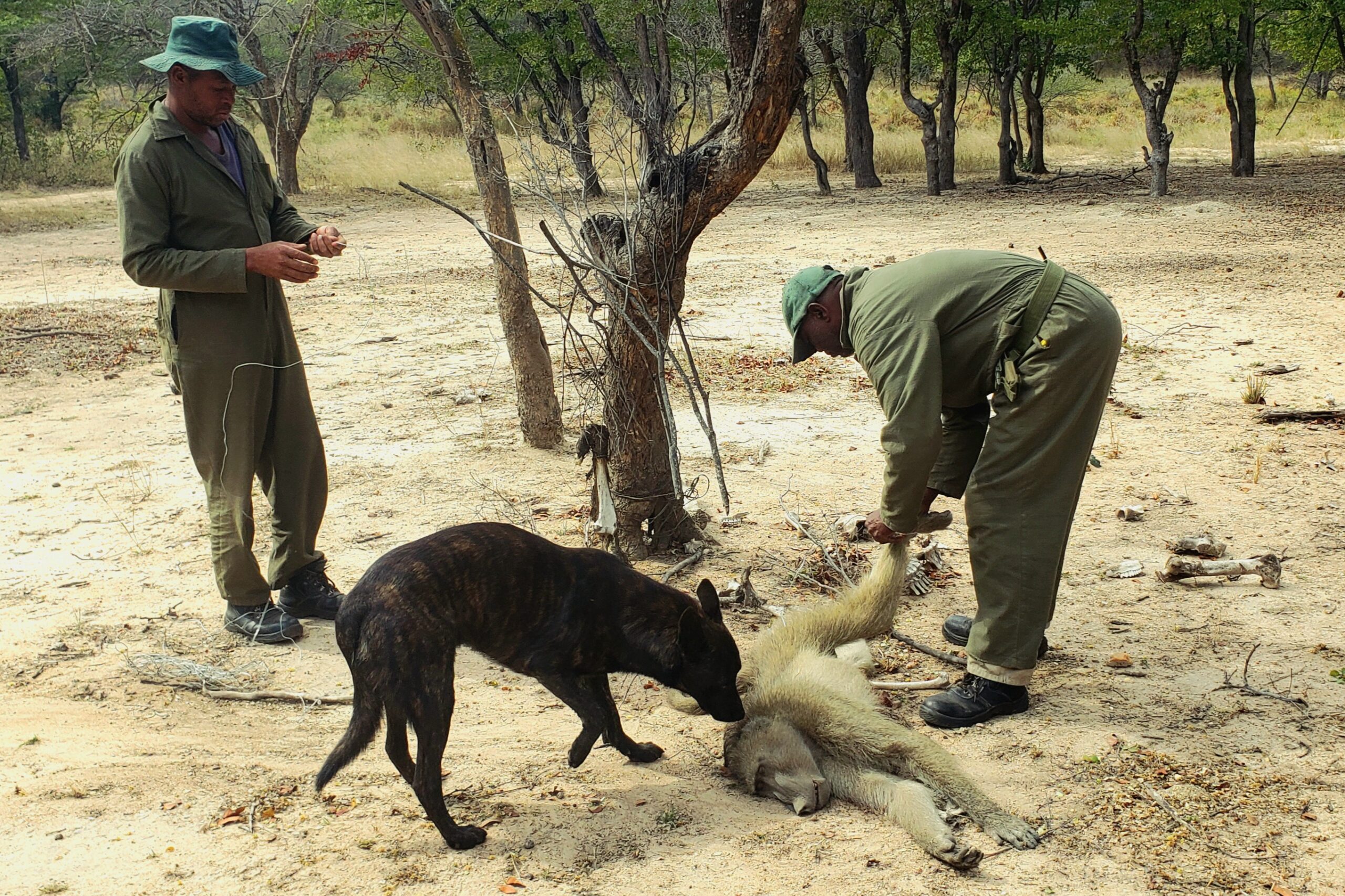 Explore Unmatched Wildlife Hunting Adventures in Zimbabwe